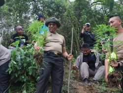 Lalui Bukit Terjal, Wakapolda Bengkulu Tinjau Lokasi Ladang Ganja di Sidang Dataran