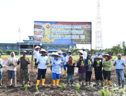 Dukung Ketahanan Pangan, Lantamal XII Tanam Padi Di Lahan Ketahanan Pangan Mako Lantamal XIl