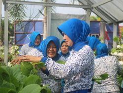 Ketua Jalasenastri Cabang 4 Korcab II DJA I Pimpin Panen Pakcoy di Lahan Ketahanan Pangan Lanal Bengkulu