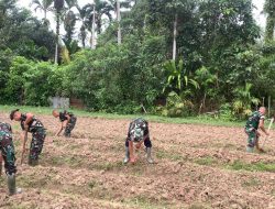 LANAL SIMEULUE DUKUNG PROGRAM KETAHANAN PANGAN DENGAN PEMANFAATAN LAHAN TIDUR SERTA PEREMAJAAN TANAMAN